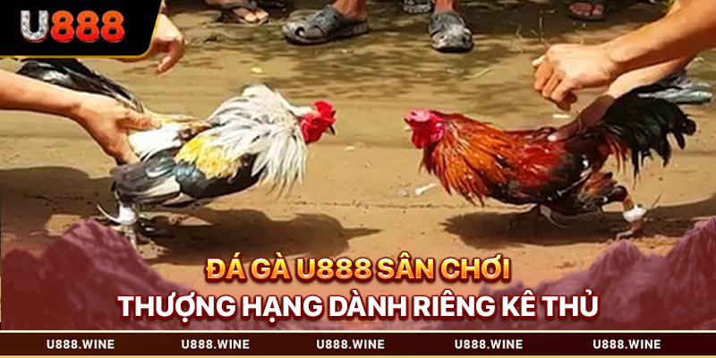 Đá gà U888